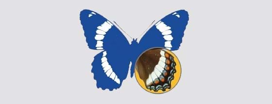 Québec’s entomology association logo